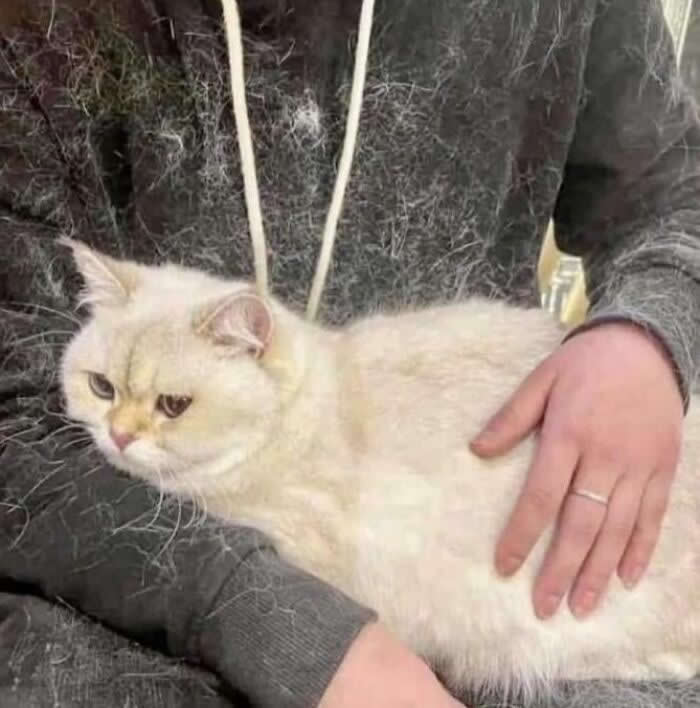 Hilarious and Heart-Melting Cats