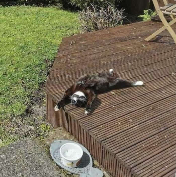 Hilarious and Heart-Melting Cats