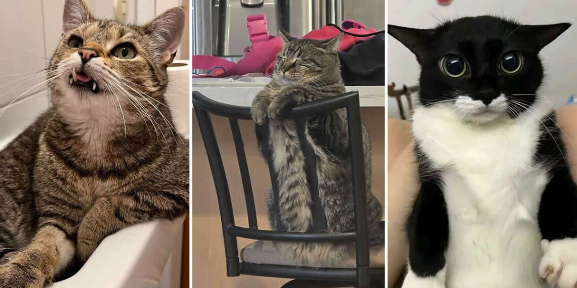 Hilarious and Heart-Melting Cats