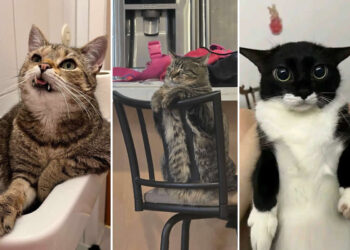 Hilarious and Heart-Melting Cats