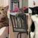Hilarious and Heart-Melting Cats