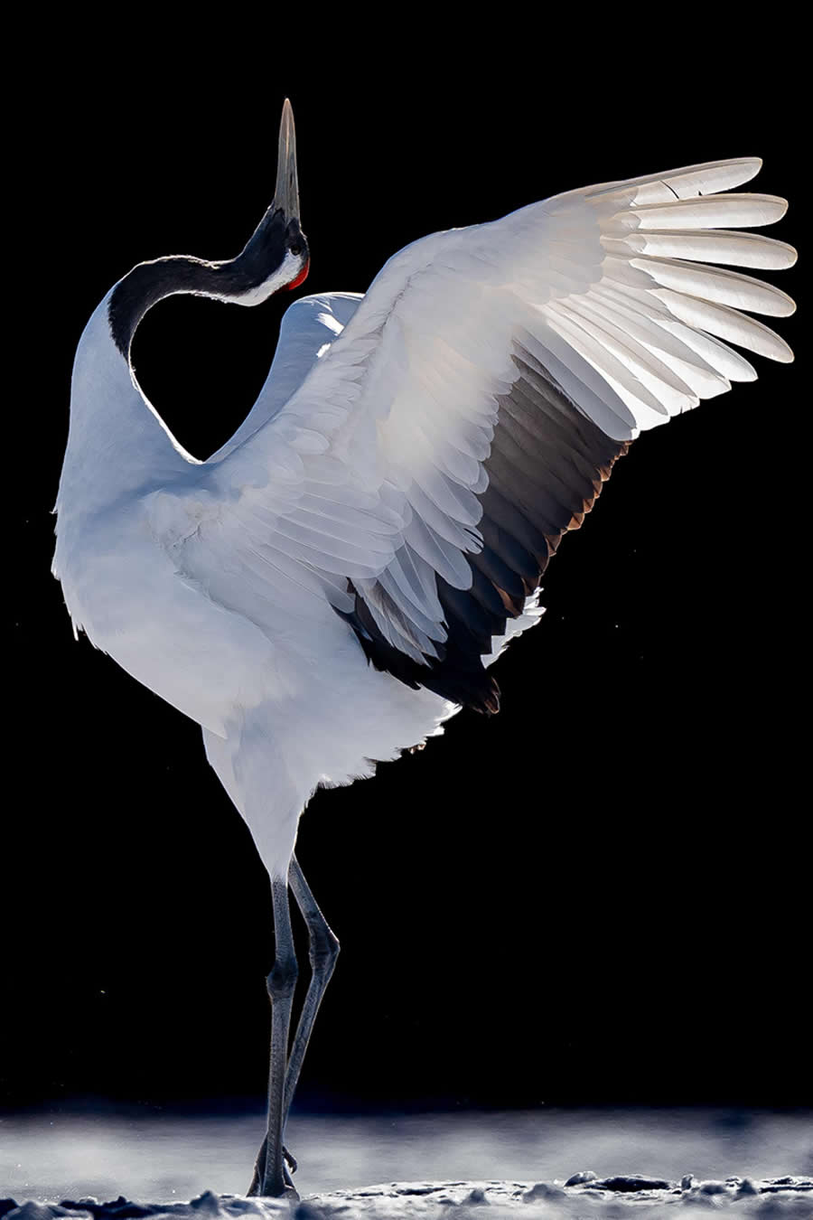 Global Photography Awards 2025 Nature Winners