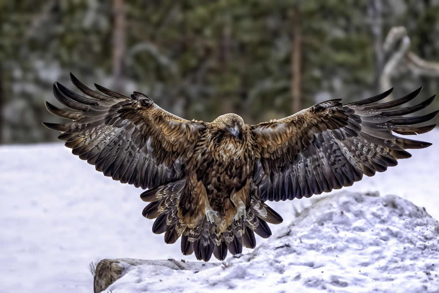 Global Photography Awards 2025 Nature Winners