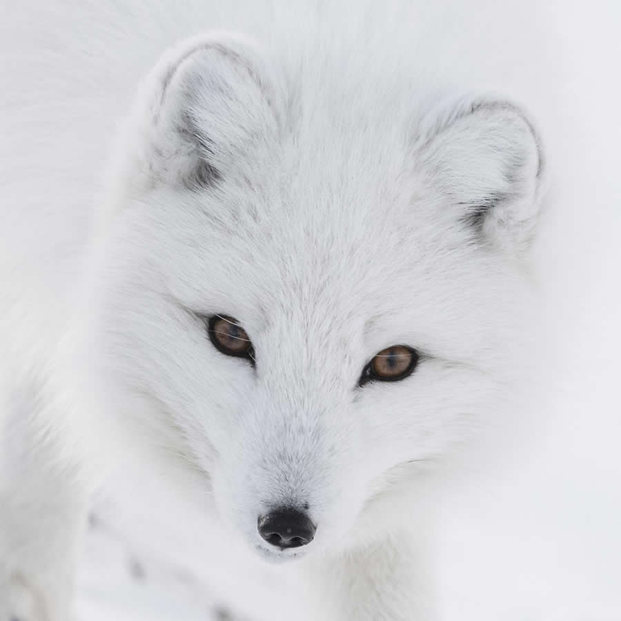 Global Photography Awards 2025 Nature Winners