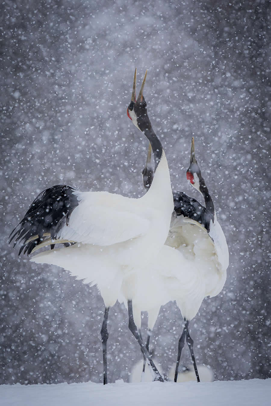 Global Photography Awards 2025 Nature Winners