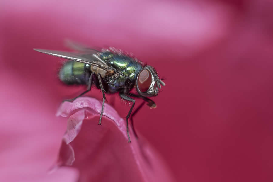 Gurushots Magnificent Macro Winners Photo Challenge