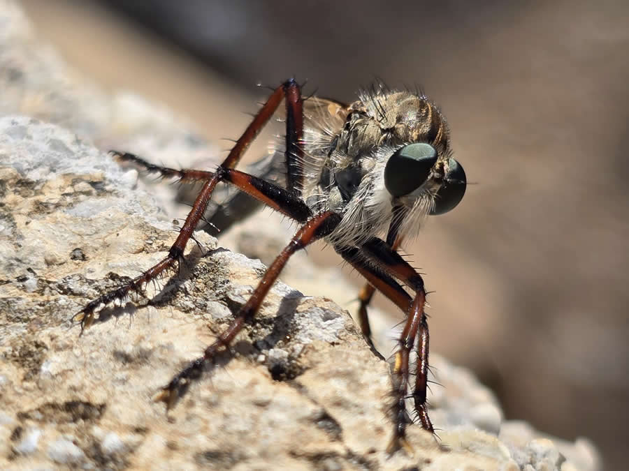 Gurushots Magnificent Macro Winners Photo Challenge