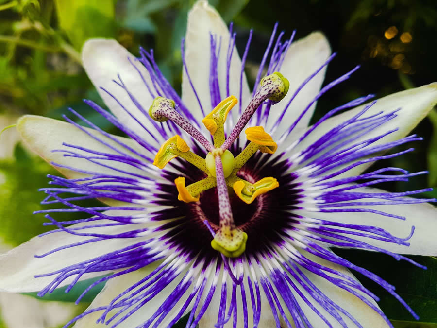 Gurushots Magnificent Macro Winners Photo Challenge