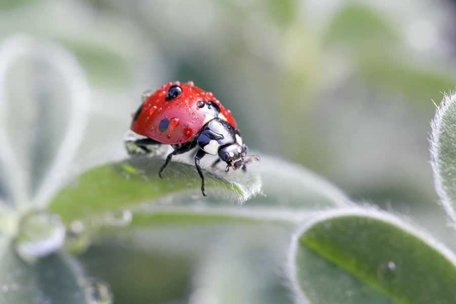 Gurushots Magnificent Macro Winners Photo Challenge