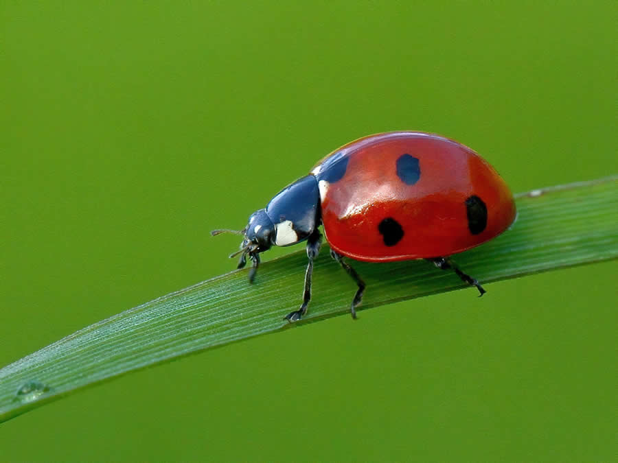 Gurushots Magnificent Macro Winners Photo Challenge