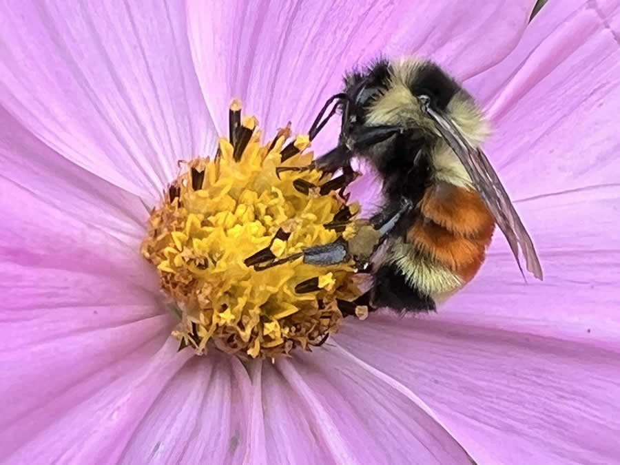 Gurushots Magnificent Macro Winners Photo Challenge