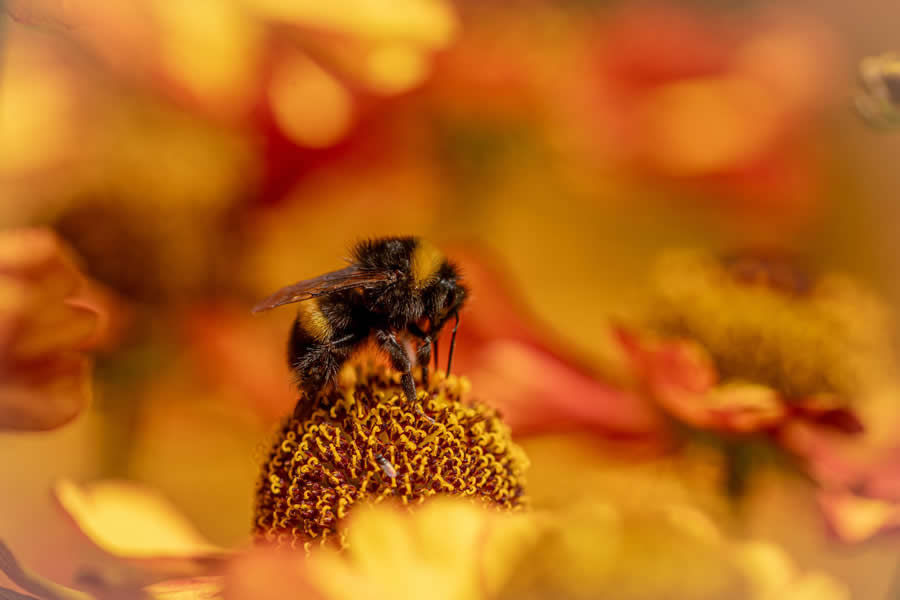 Gurushots Magnificent Macro Winners Photo Challenge
