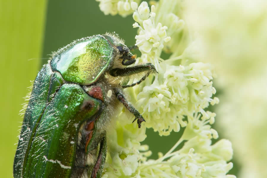 Gurushots Magnificent Macro Winners Photo Challenge