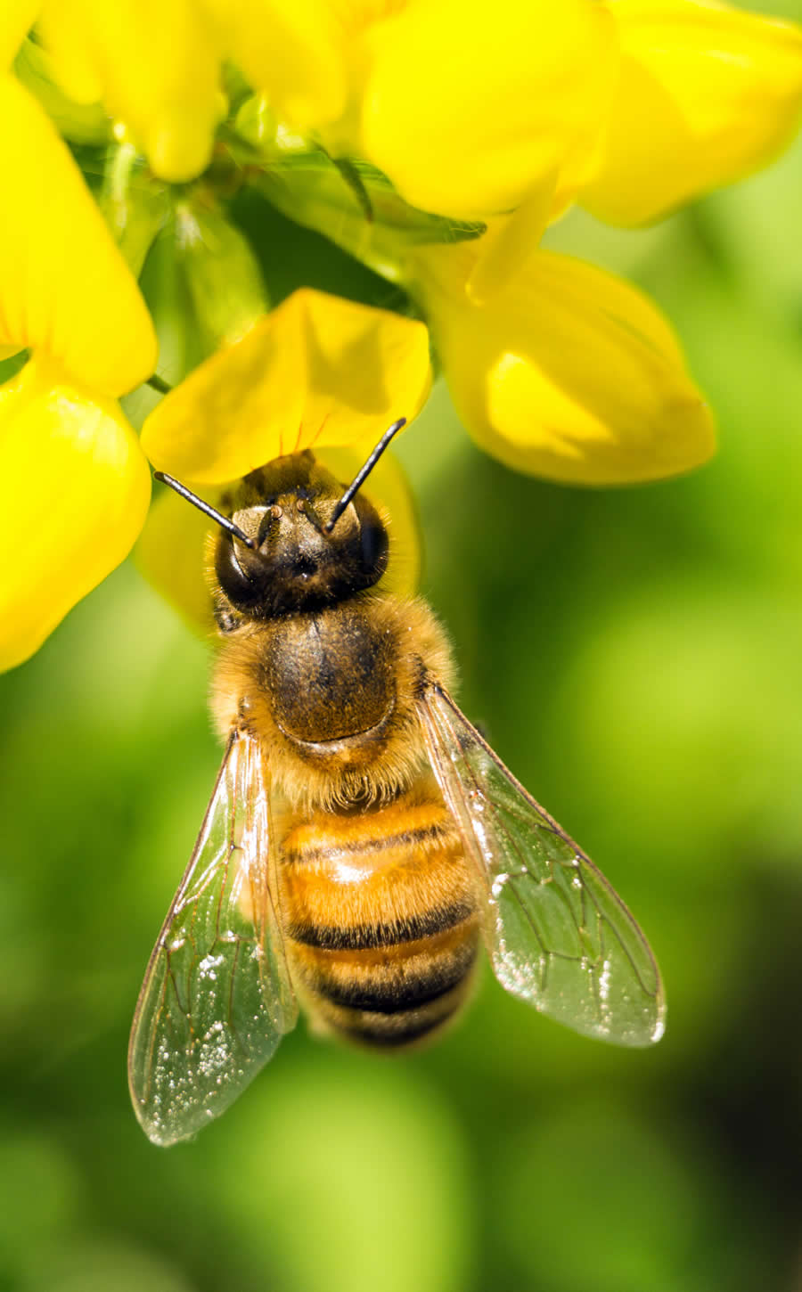 Gurushots Magnificent Macro Winners Photo Challenge