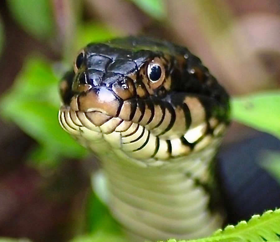 Gurushots Magnificent Macro Winners Photo Challenge