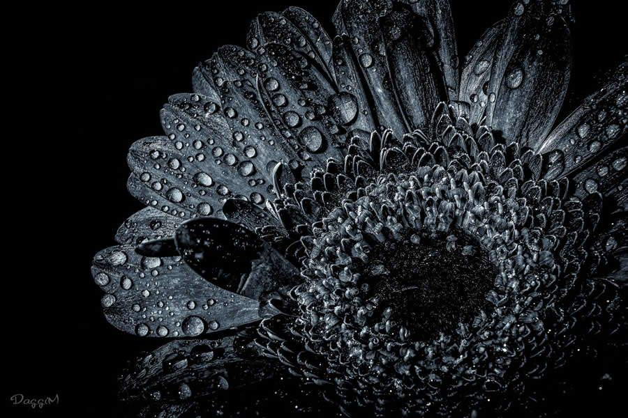 Gurushots Magnificent Macro Winners Photo Challenge