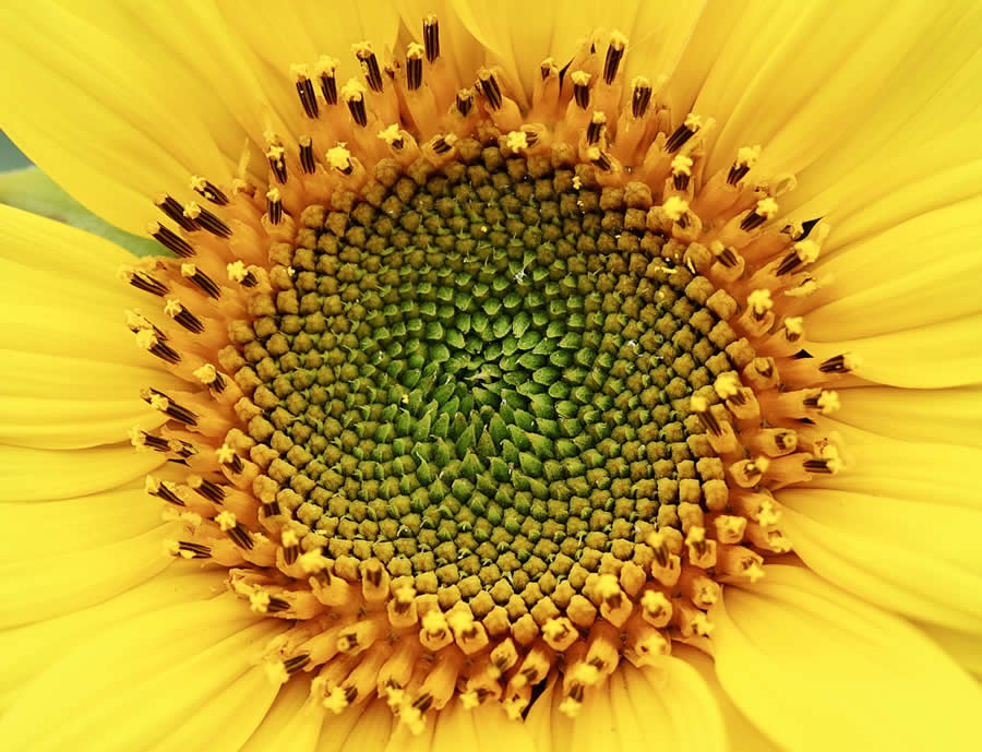 Gurushots Magnificent Macro Winners Photo Challenge