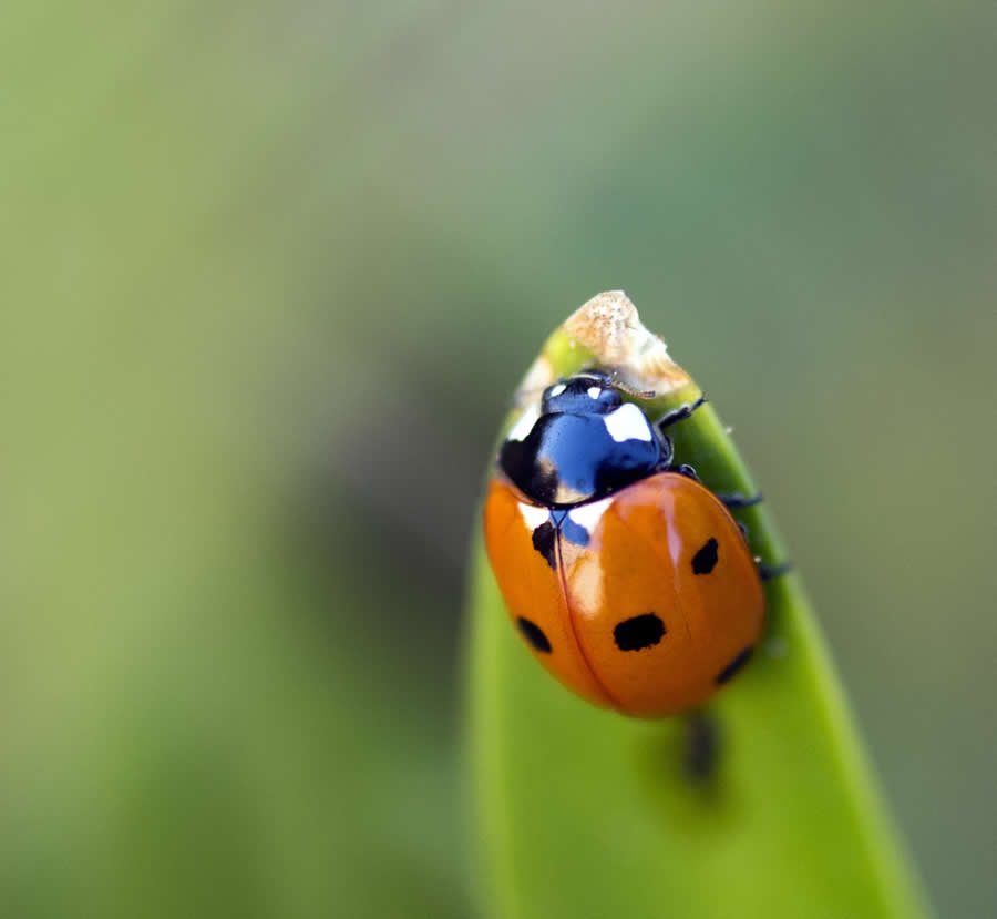 Gurushots Magnificent Macro Winners Photo Challenge