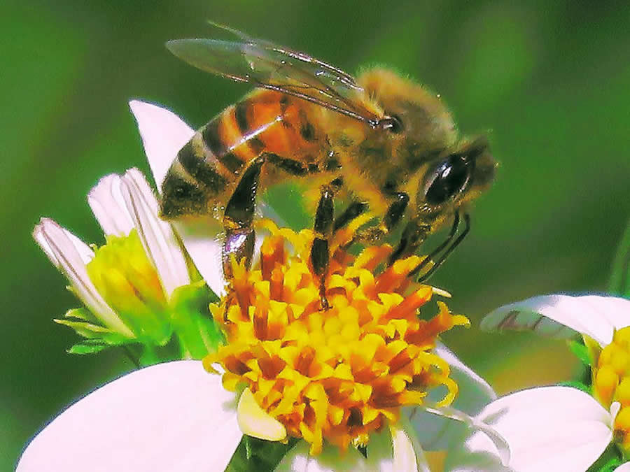 Gurushots Magnificent Macro Winners Photo Challenge