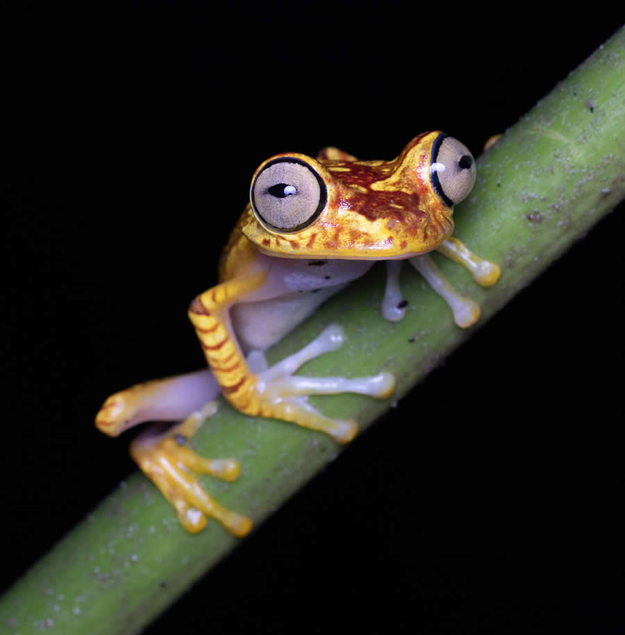 Gurushots Magnificent Macro Winners Photo Challenge