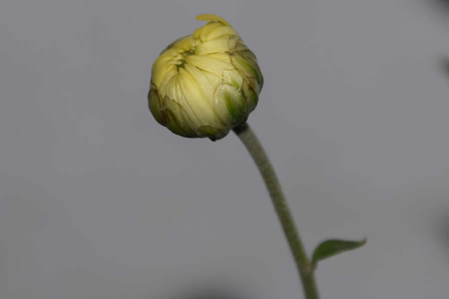 Gurushots Magnificent Macro Winners Photo Challenge