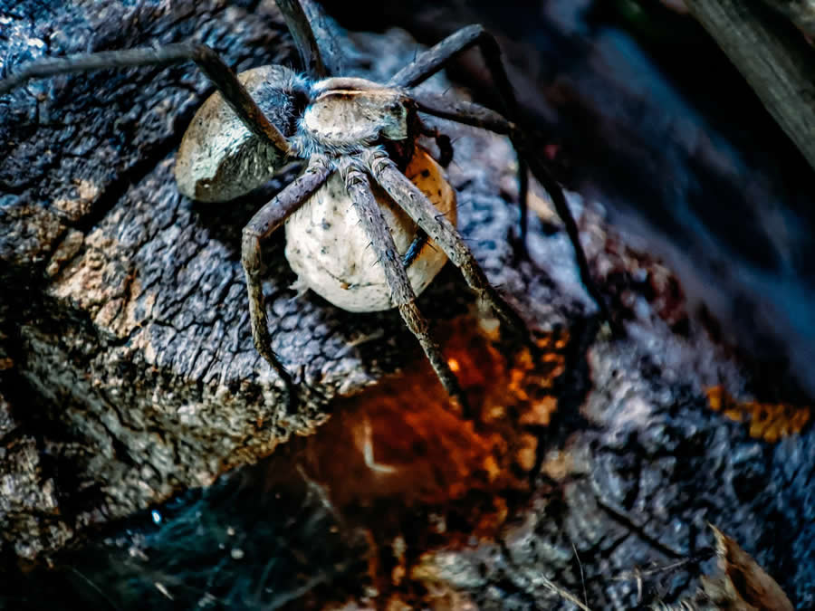 Gurushots Magnificent Macro Winners Photo Challenge