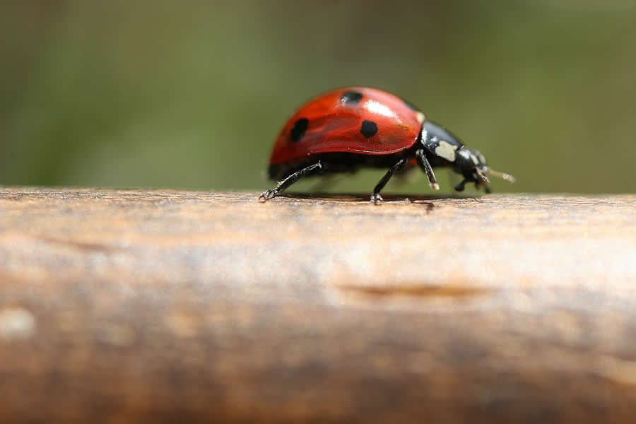 Gurushots Magnificent Macro Winners Photo Challenge