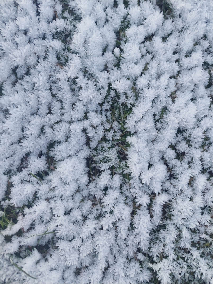 Gurushots Magnificent Macro Winners Photo Challenge