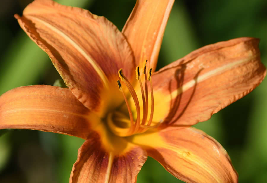 Gurushots Magnificent Macro Winners Photo Challenge