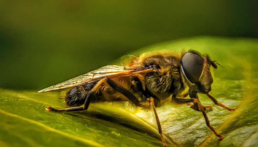 Gurushots Magnificent Macro Winners Photo Challenge