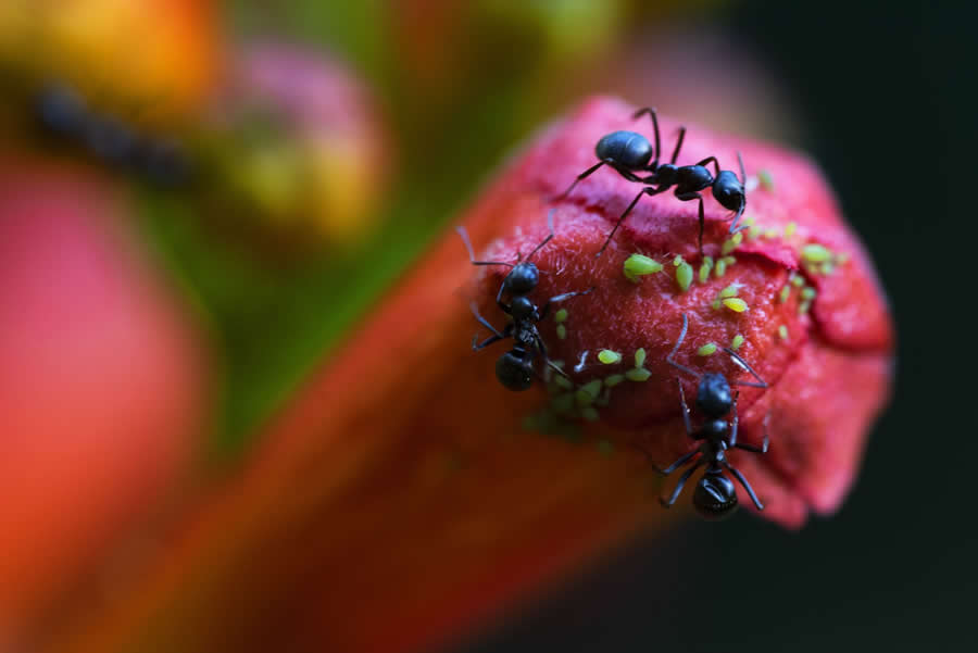 Gurushots Magnificent Macro Winners Photo Challenge