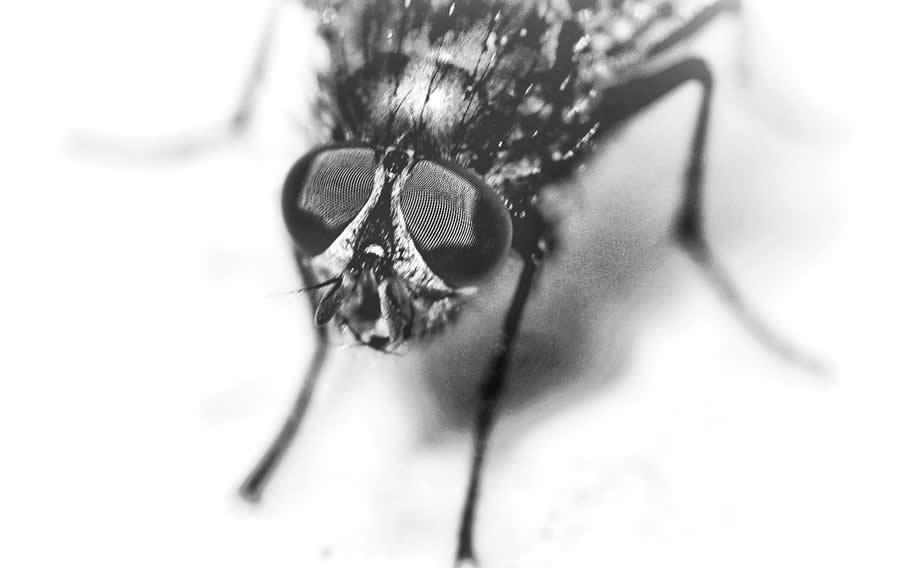 Gurushots Magnificent Macro Winners Photo Challenge