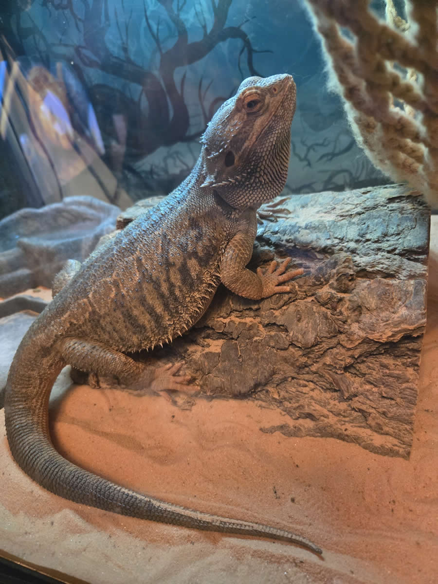 Gurushots Magnificent Macro Winners Photo Challenge