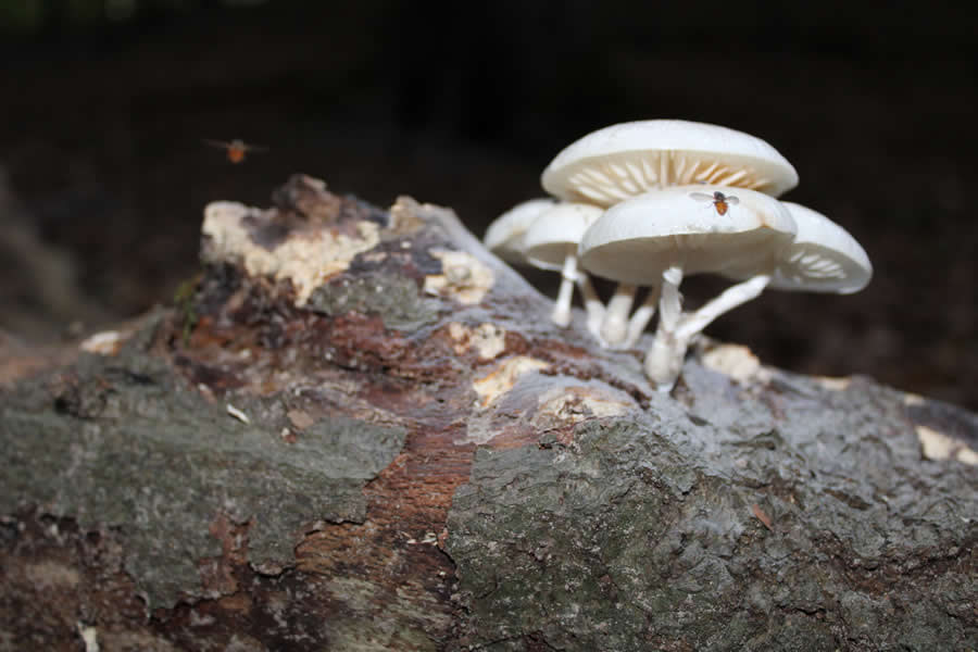 Gurushots Magnificent Macro Winners Photo Challenge