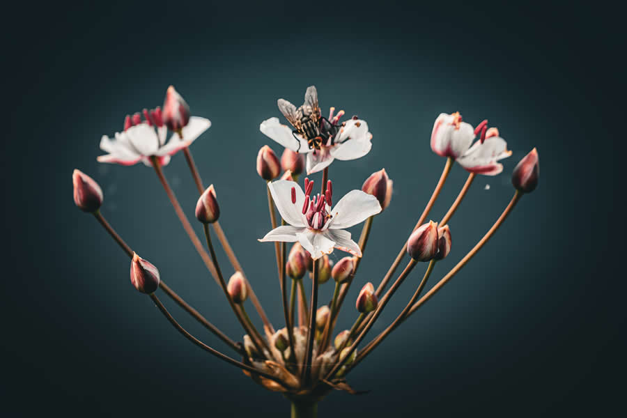 Gurushots Magnificent Macro Winners Photo Challenge