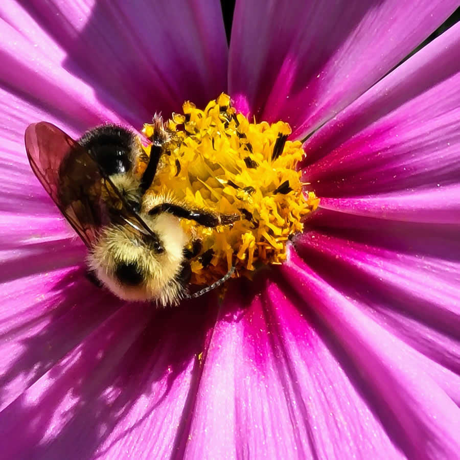 Gurushots Magnificent Macro Winners Photo Challenge