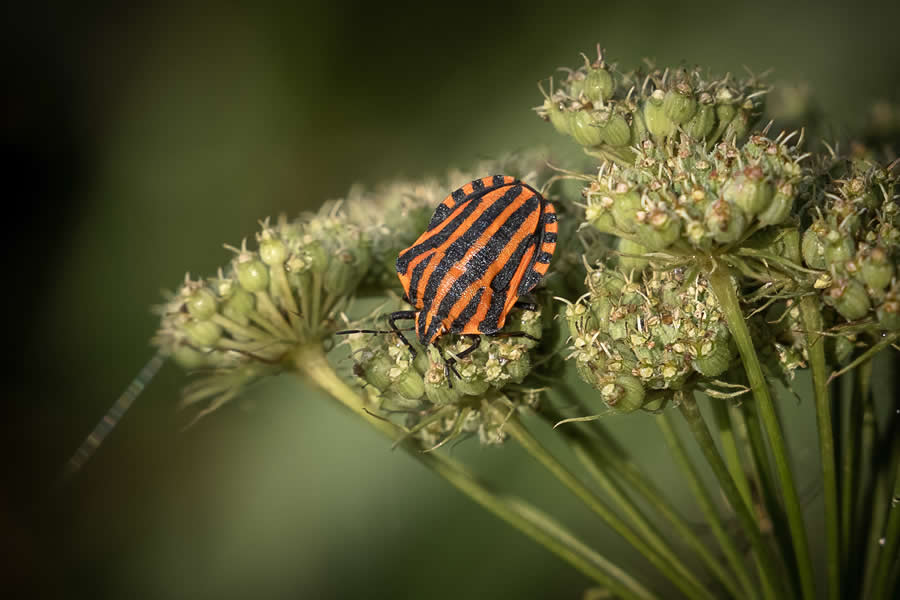 Gurushots Magnificent Macro Winners Photo Challenge