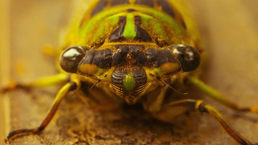 Gurushots Magnificent Macro Winners Photo Challenge