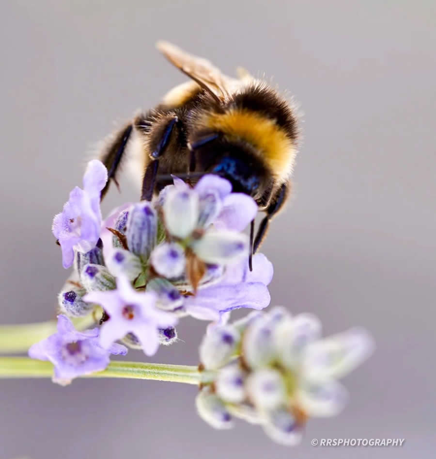 Gurushots Magnificent Macro Winners Photo Challenge