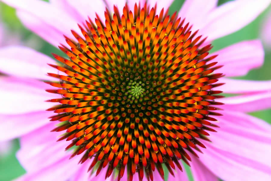 Gurushots Magnificent Macro Winners Photo Challenge