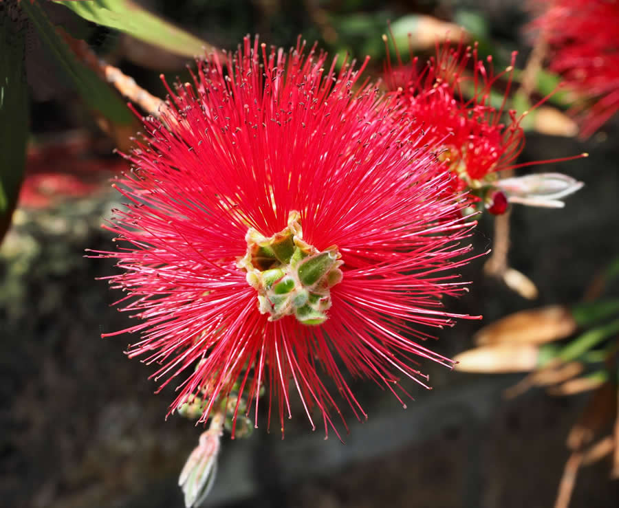 Gurushots Magnificent Macro Winners Photo Challenge