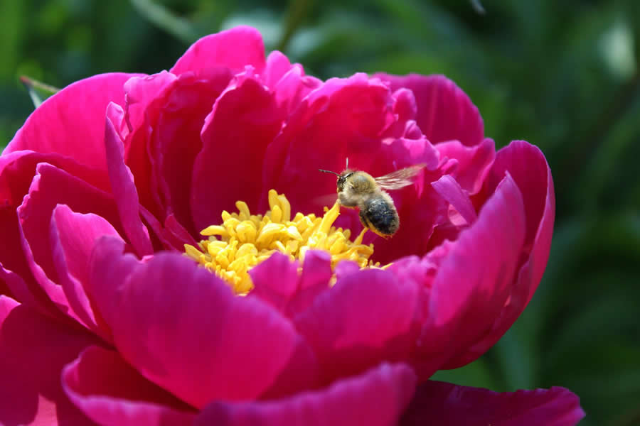 Gurushots Magnificent Macro Winners Photo Challenge