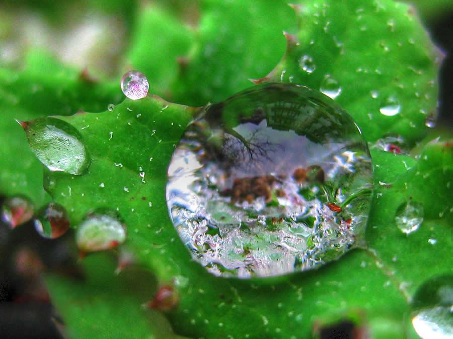 Gurushots Magnificent Macro Winners Photo Challenge