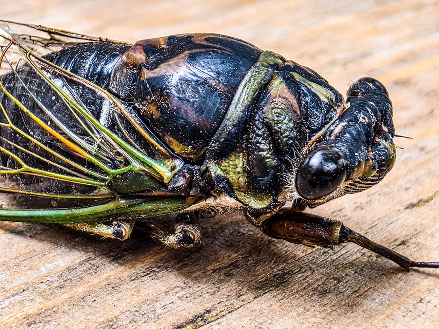 Gurushots Magnificent Macro Winners Photo Challenge