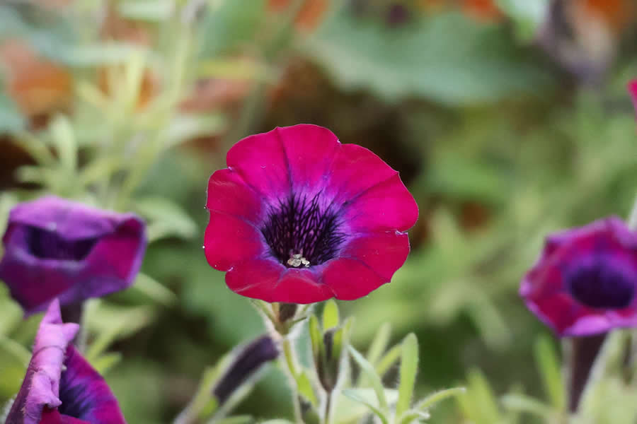 Gurushots Magnificent Macro Winners Photo Challenge