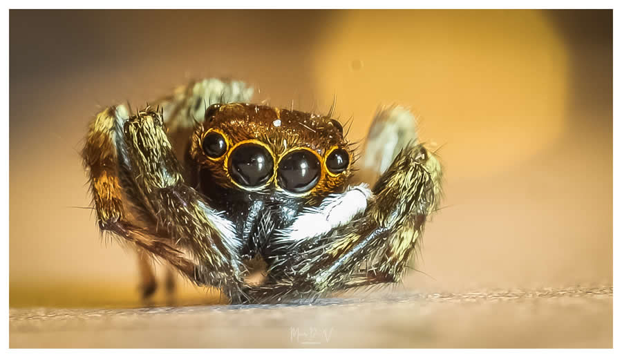 Gurushots Magnificent Macro Winners Photo Challenge