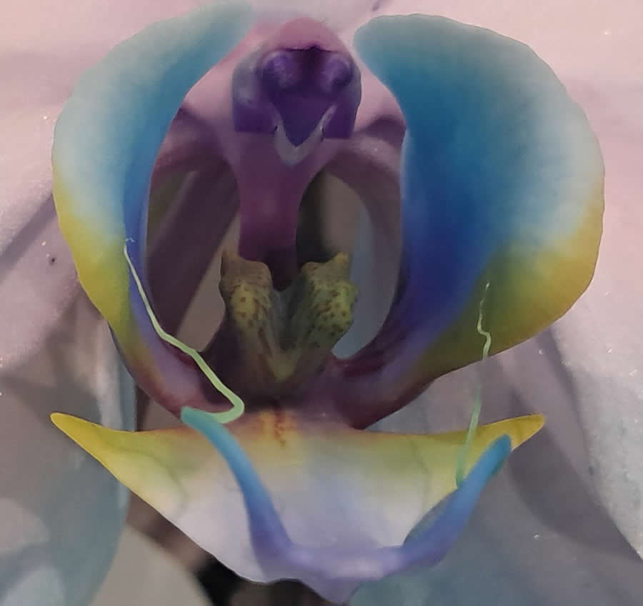 Gurushots Magnificent Macro Winners Photo Challenge