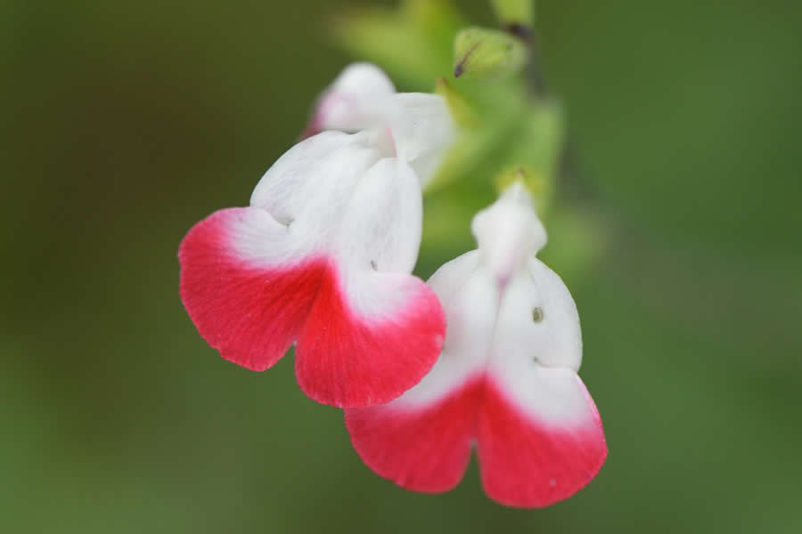 Gurushots Magnificent Macro Winners Photo Challenge