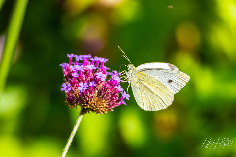 Gurushots Magnificent Macro Winners Photo Challenge