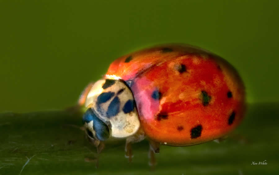 Gurushots Magnificent Macro Winners Photo Challenge